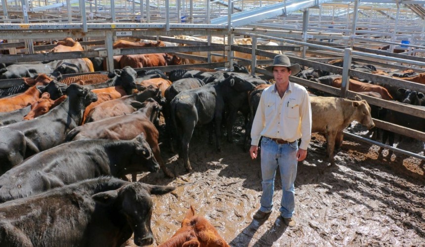 Roma store 3 March 2020: Yearling steers hit historic highs