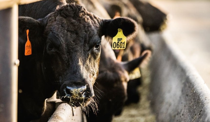 Korean livestock farmers targeted for access to Aussie-made methane-reducing feed additives   