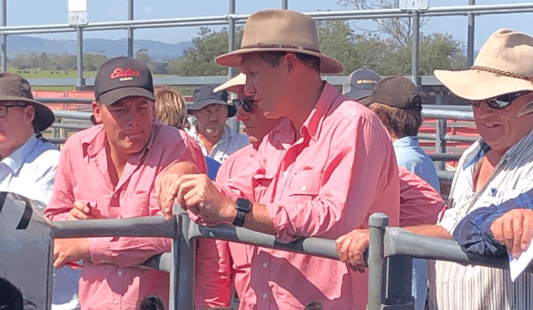 Tassie prices and cattle head north  + Pics and Video