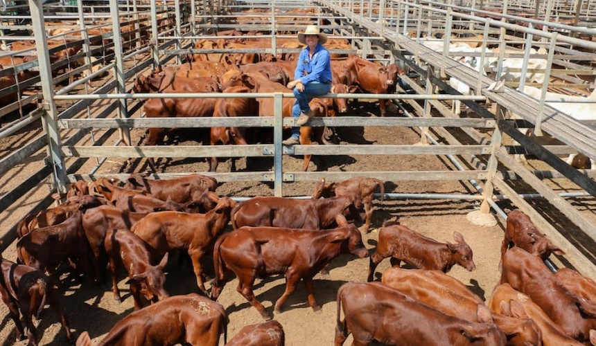 Roma store 24 March 2020: Prices ease in second successive 8000 head yarding