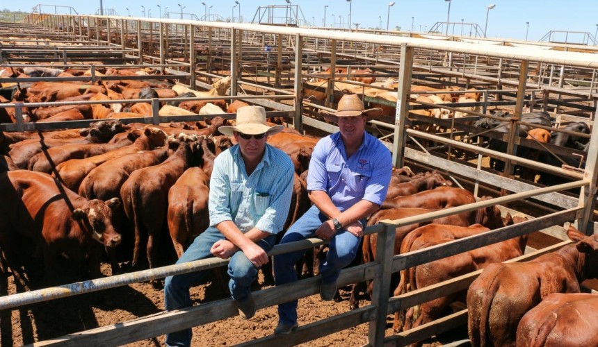 Roma store 18 March 2020: Big supply jump as paddocks reopen