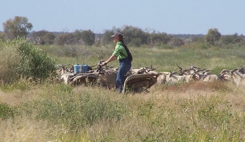 Goat processing to expand with Bourke abattoir to open later this year