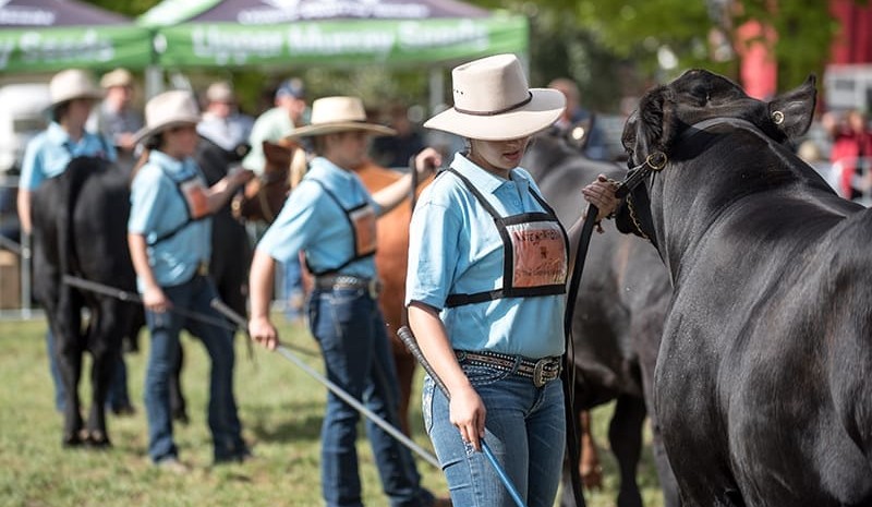 Weekly genetics review: Performance recording in smaller herds
