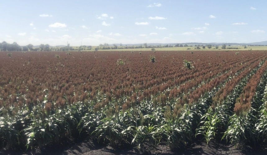 Feedgrain Focus: Exports, weaker $A lift values