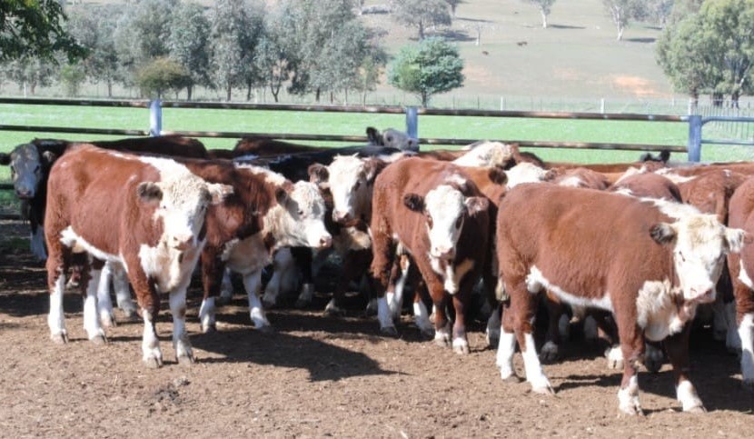 Light steers dearer in larger AuctionsPlus offering