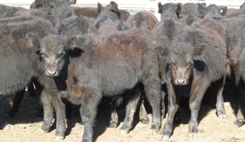 Sharp rise in post-Easter AuctionsPlus offering