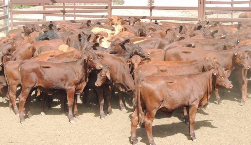 Lighter steers and heifer prices rise, while feeder weights decline in smaller AuctionsPlus offering
