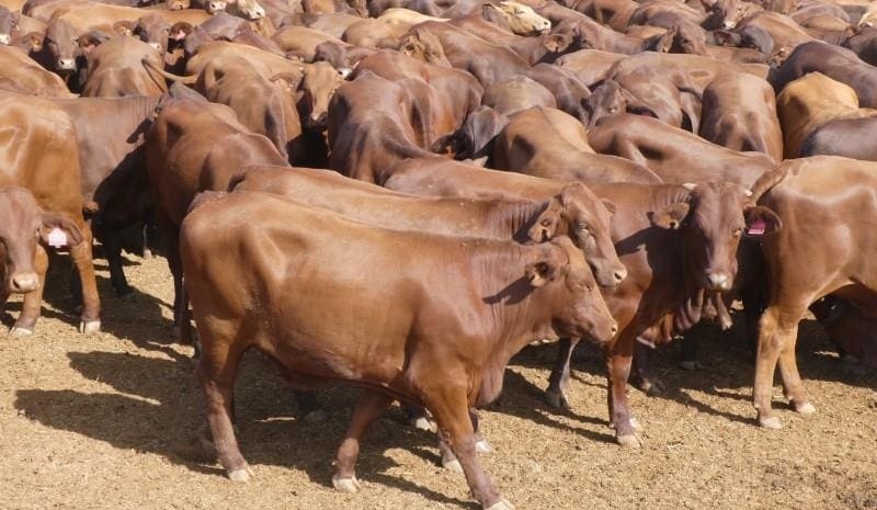 Prices strengthen for lighter steers and heifers, in smaller AuctionsPlus offering