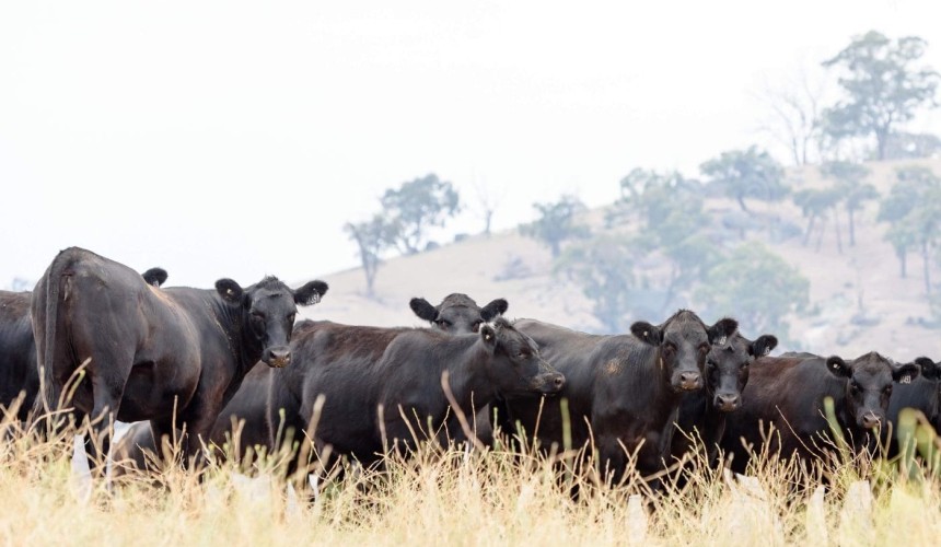 What are some of the options with livestock finance in a dropping market?