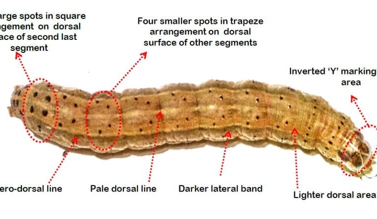 Fall armyworm detected in NT and WA