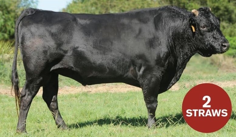 World record for semen set during Mayura Wagyu sale
