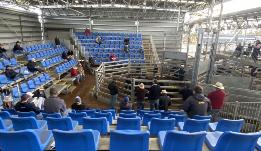 Positive result for live online bidding trial at physical cattle sale