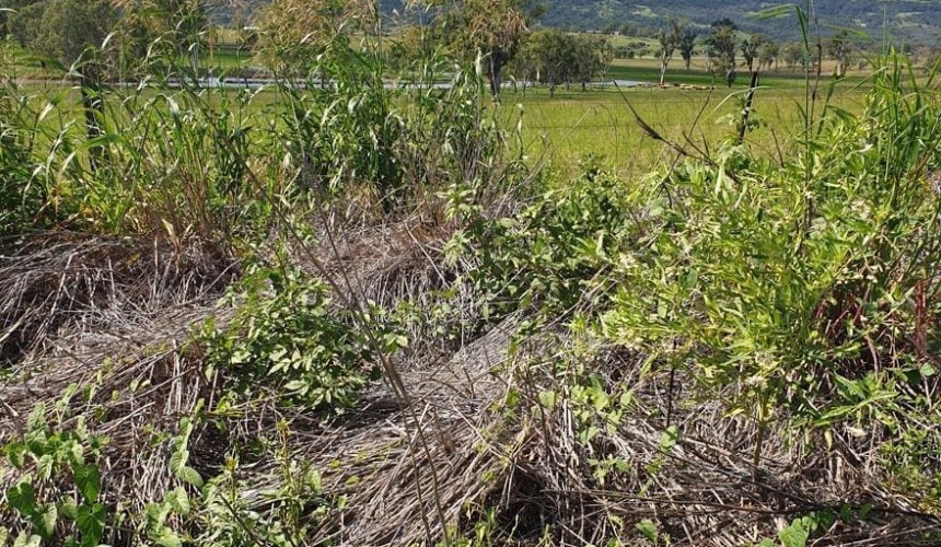 First NSW case of pasture dieback confirmed