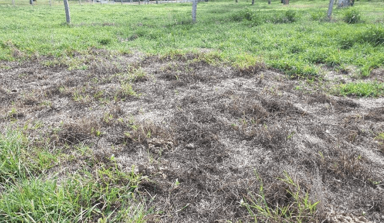 NSW DPI offers biosecurity tips to limit spread of pasture dieback