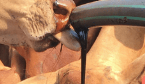 NQ sugar mill exporting molasses urged to look after local farmers first