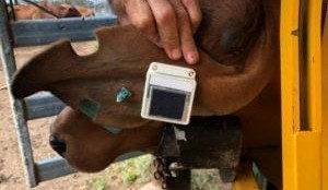 Agtech plays a bigger role in measuring competition’s paddock to plate performance
