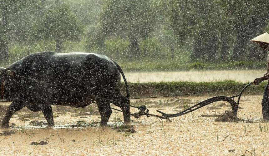 ‘Animal disease detectives’ to be trained across SE Asia