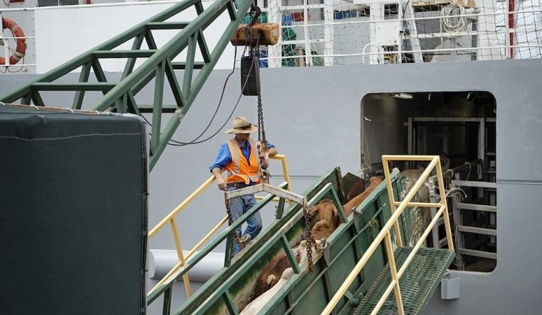 April cattle export figures released