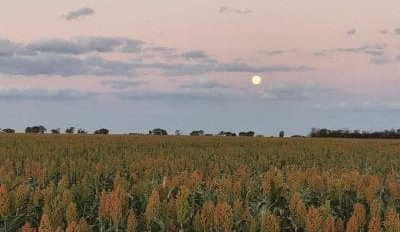 Feedgrain Focus: Domestic shorts lift nearby wheat
