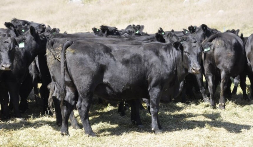 Southern rain sparks purchasing interest, in 20,500 head AuctionsPlus offering
