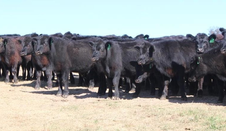 Steer prices rise in larger 19,800 head AuctionsPlus offering