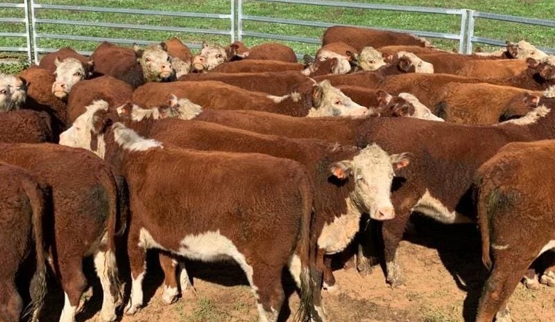 Steer prices trend higher in 19,186 head AuctionsPlus offering