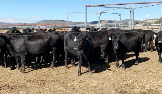 Rise in most stock category values in larger AuctionsPlus offering