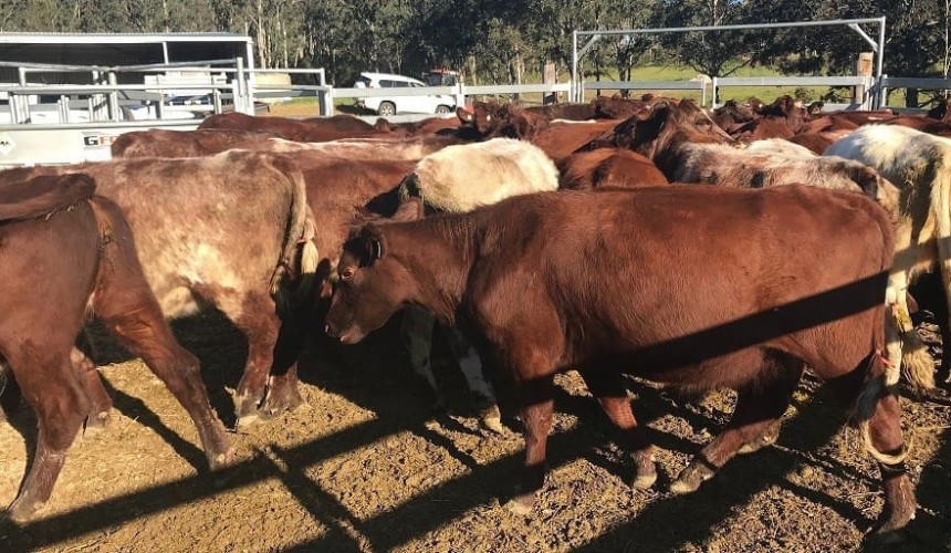 April rain lifts cow & calf demand in 18,000 head AuctionsPlus offering
