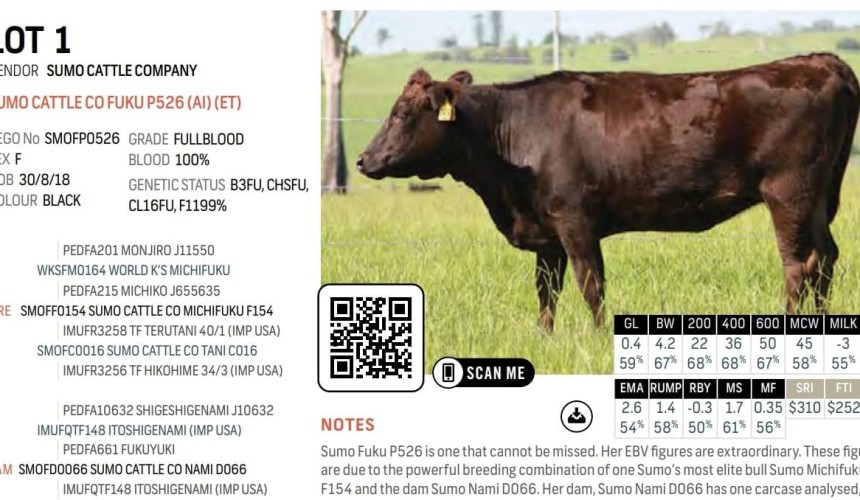 Registered females sell to $105,000 in Elite Wagyu sale