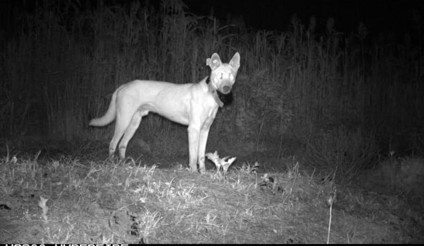 Research finds best bait rate for wild dogs