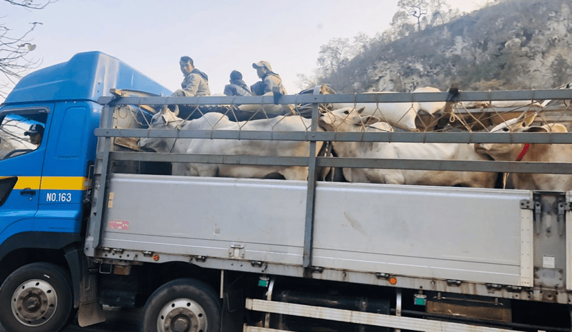 The road from Mandalay: Myanmar’s rise as key Chinese cattle supplier