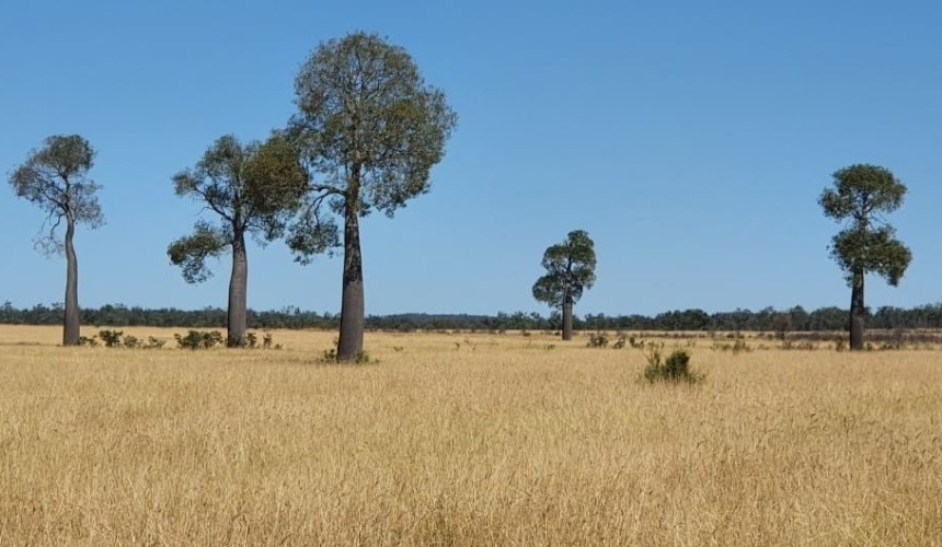 Land management should not be “defined by trees”, industry roundtable finds