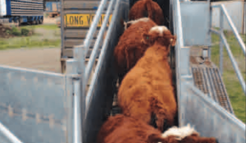 Time to ramp up safety in cattle yards
