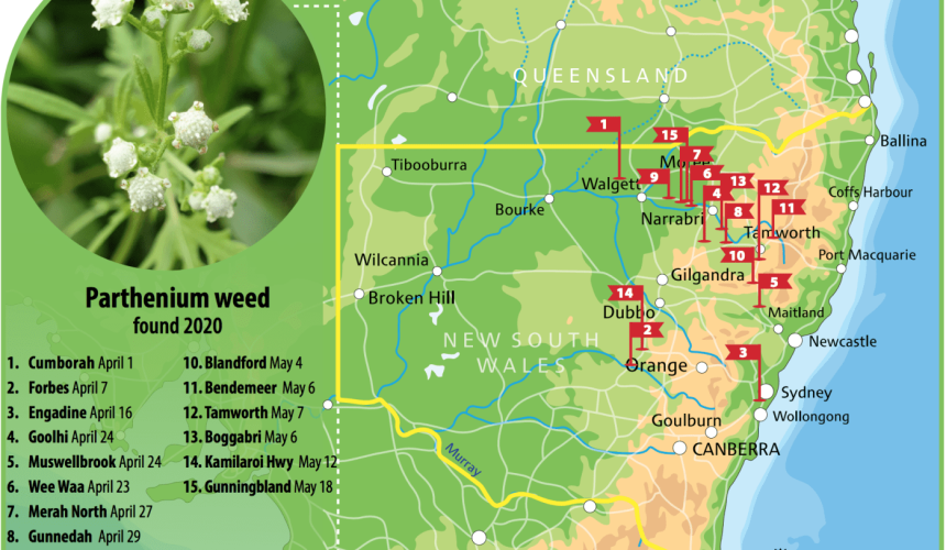 Parthenium under control at 15 sites in NSW
