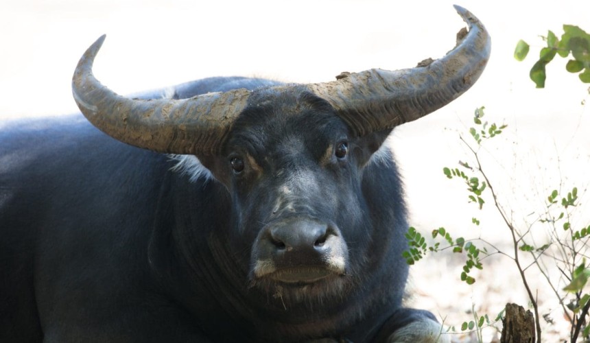 Satellites to manage wild buffalo herds from space