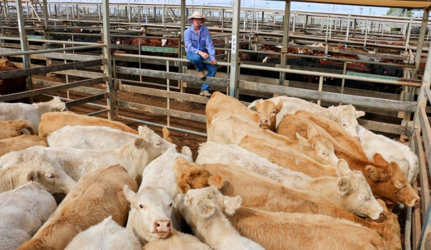 Roma store sale 19 May 2020:  Prices firm to dearer