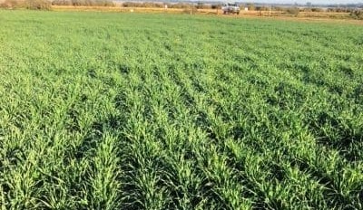 Feedgrain Focus: Barley firms after China announcement