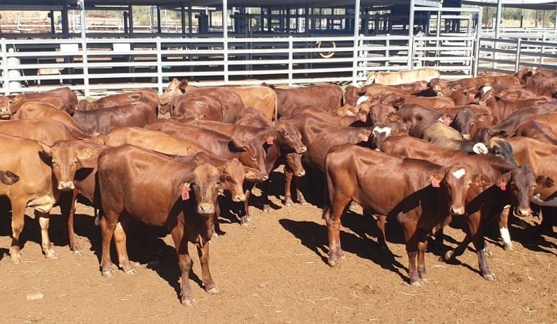 Cows and calves, PTIC cows lift in value on AuctionsPlus