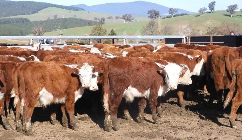 Lighter numbers sees lift in prices in AuctionsPlus trading