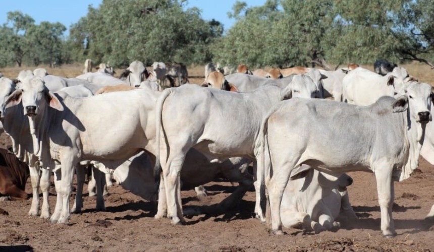 Young cattle prices trend down in larger AuctionsPlus offering
