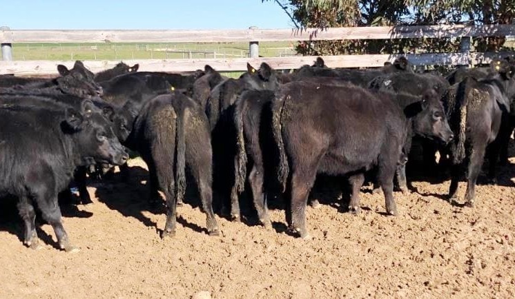 Steer categories rise in 19,000 head AuctionsPlus offering