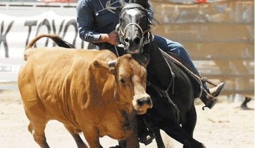 Record cattle prices driving campdraft cash splash