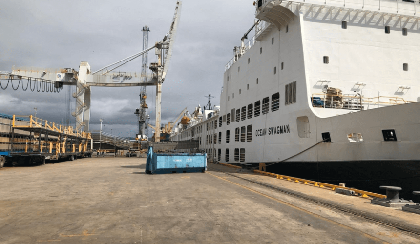 Live cattle exports lower in August