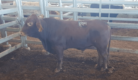 Dalby sale 10 June 2020:  All descriptions firm on last week’s rates