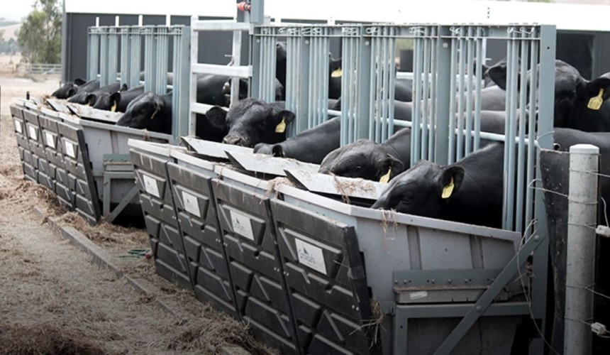 Feed efficiency measurement for better management