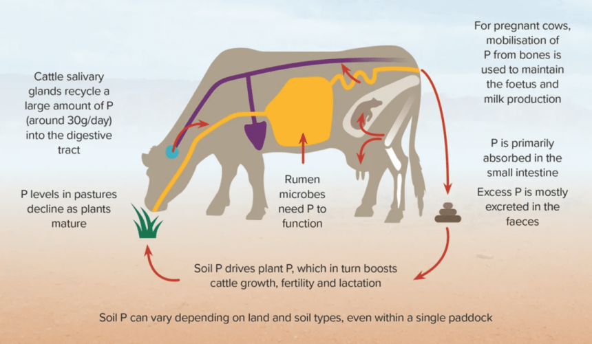 R&D outcomes help to manage phosphorus deficiencies in northern beef herds
