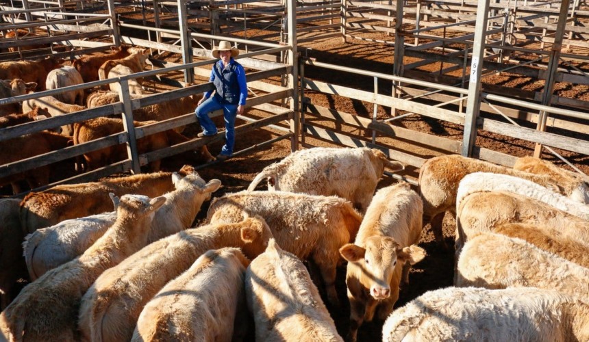 Roma store sale 30 June 2020:  Kindee draft highlight of strong market