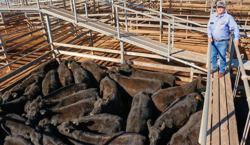 Can record-priced weaners still produce a positive return?
