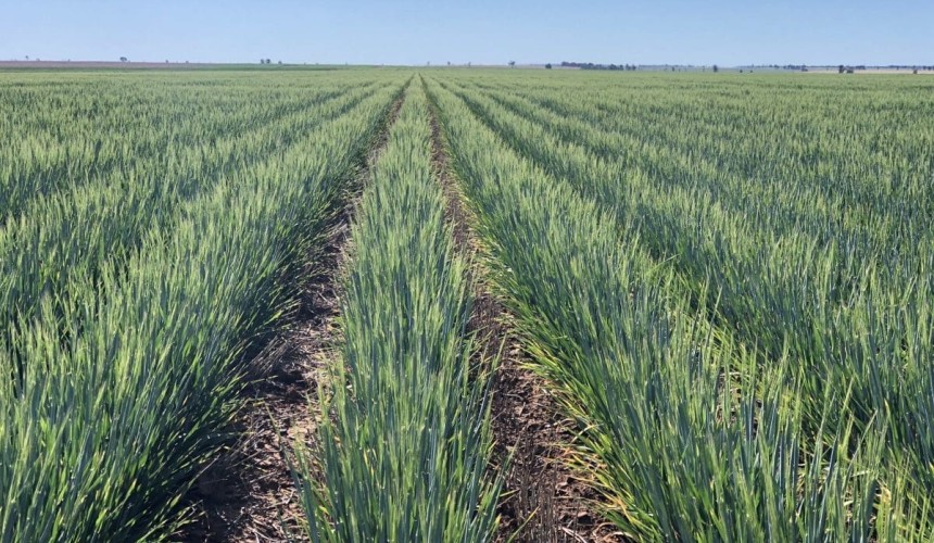 Feedgrain Focus: Barley firms as FOT market winds down