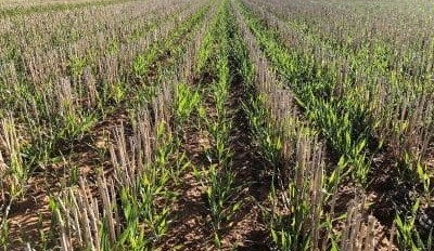 Feedgrain Focus: Prices soften in thin trade